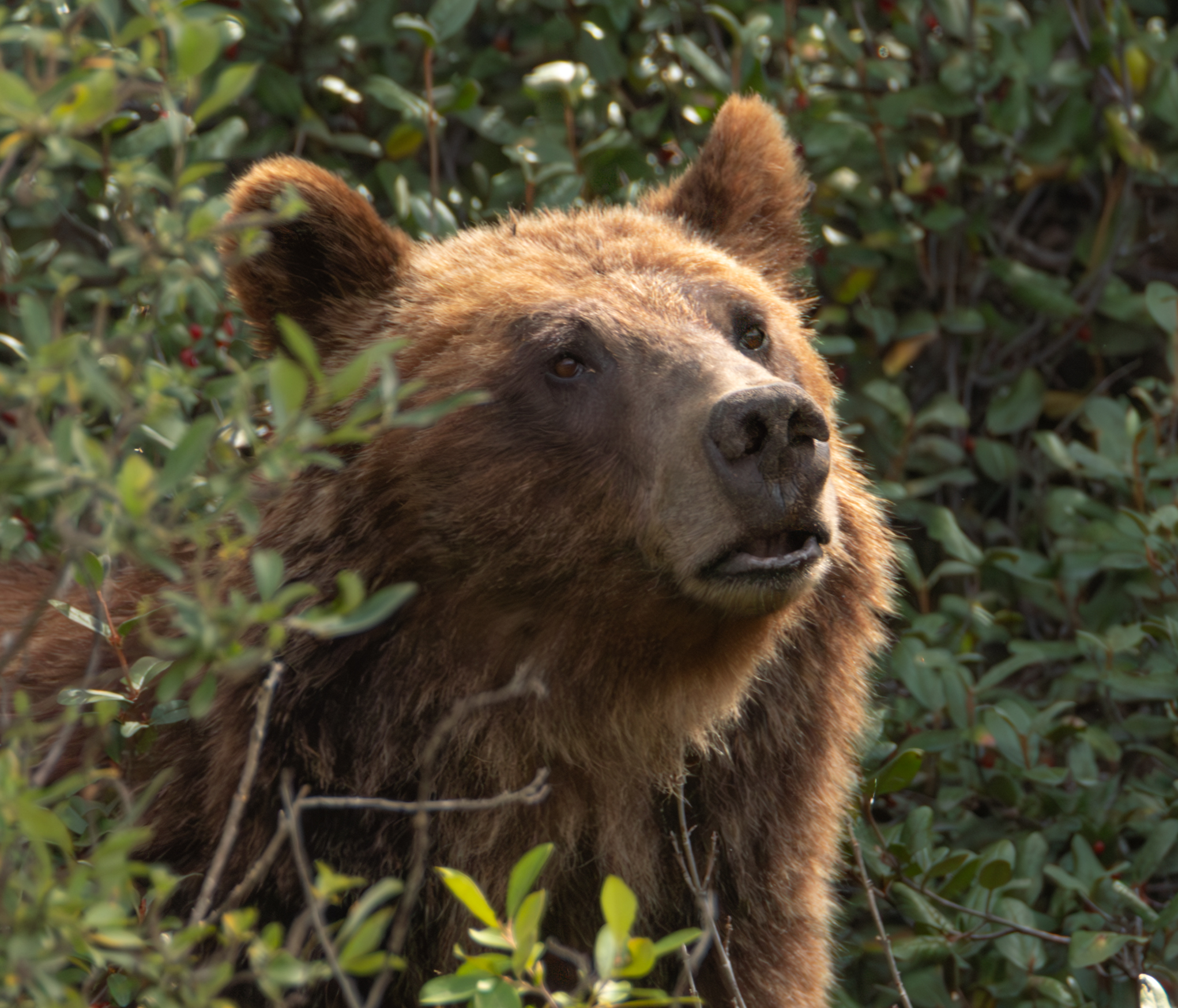 Canadian Rockies wildlife
